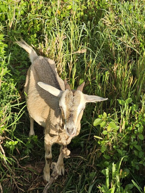 Pregnant Goat