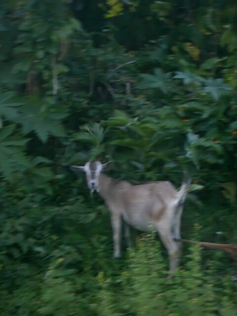 Pregnant Goat