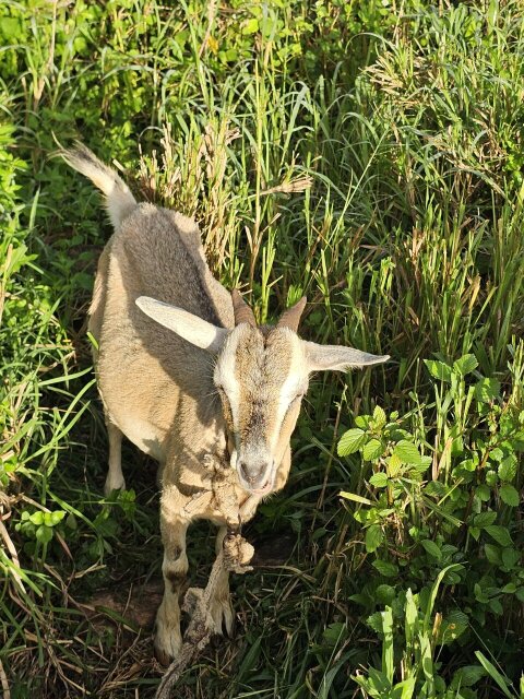 Pregnant Goat