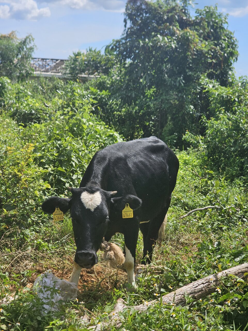 Cow Calf