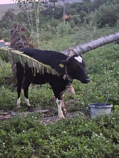 Cow Calf