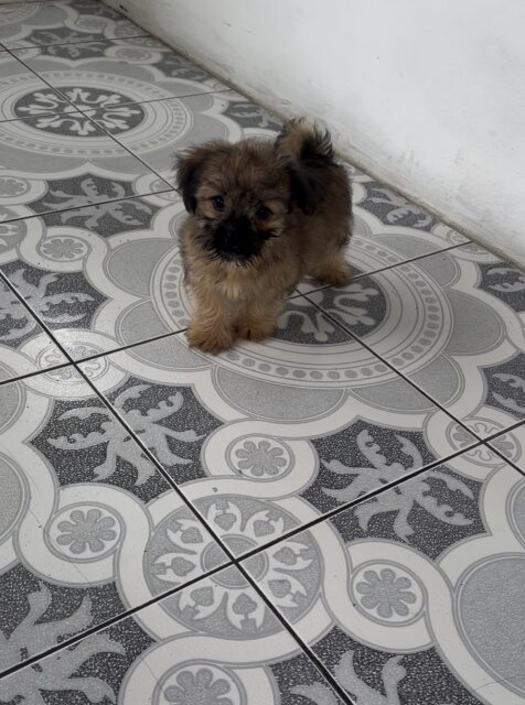 Pomeranian Mix