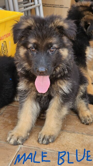 German Shepherd Puppies