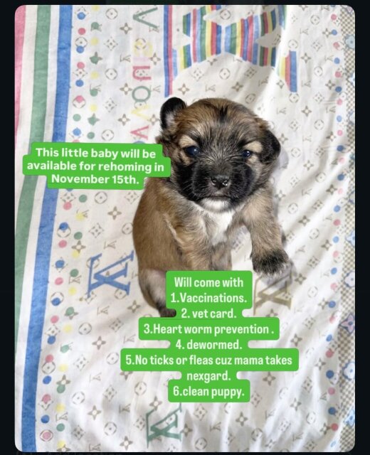 Shitzu Mix With Pom