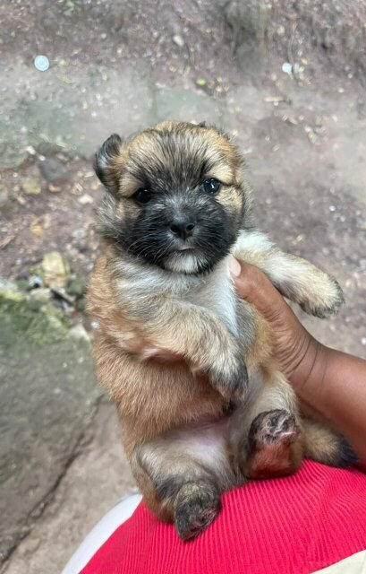 Shitzu Mix With Pom