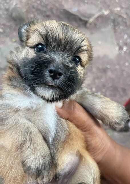Shitzu Mix With Pom