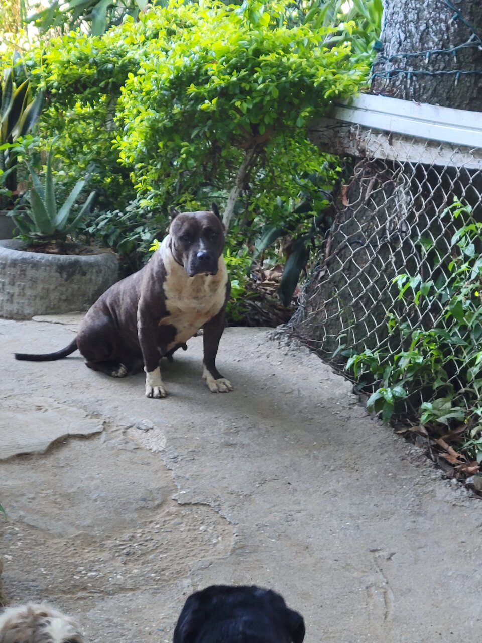 Pitbull