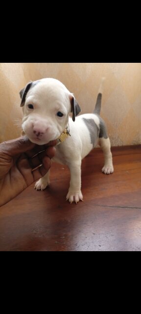 For Sale: XL AMERICAN BULLY PUPPIES - Kingston