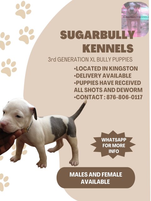 XL BULLY PUPPIES