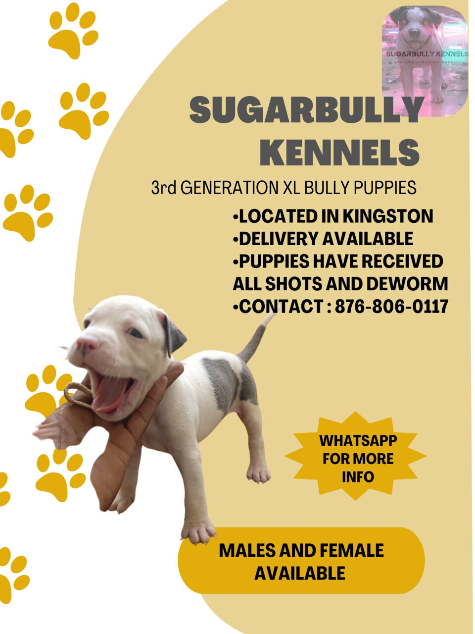 For Sale: XL AMERICAN BULLY PUPPIES - Kingston