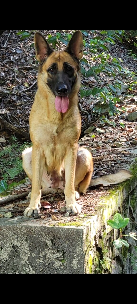 German Shepherd Female