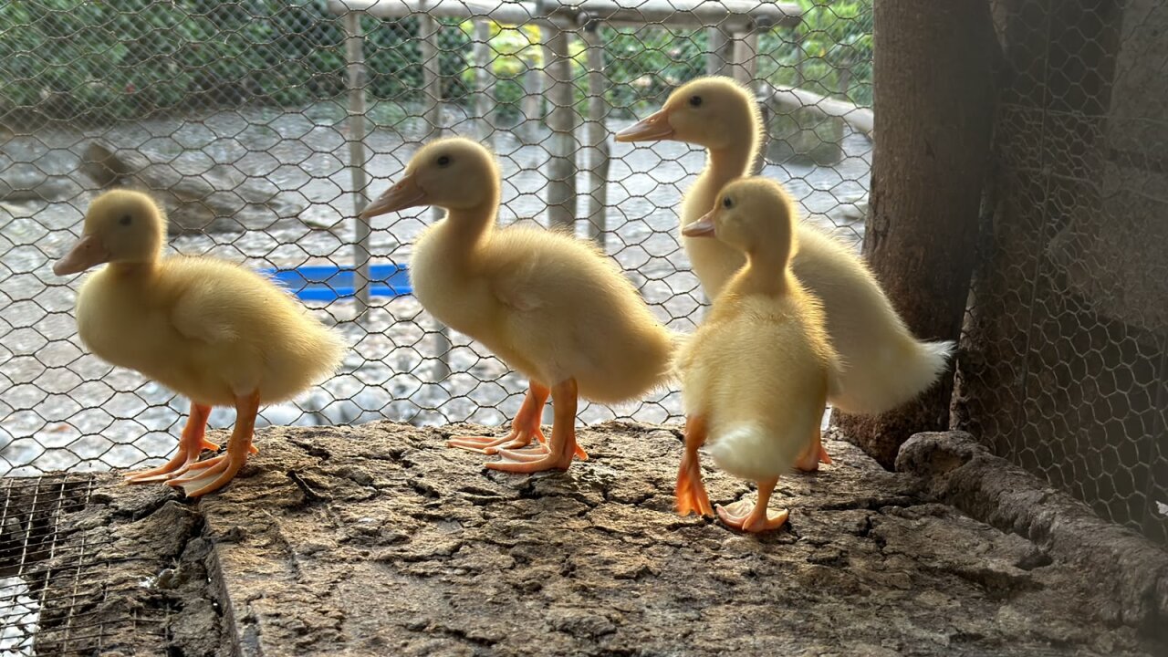 Pekin Ducklings