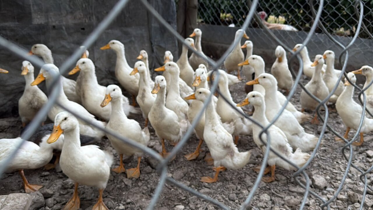 Pekin Ducks