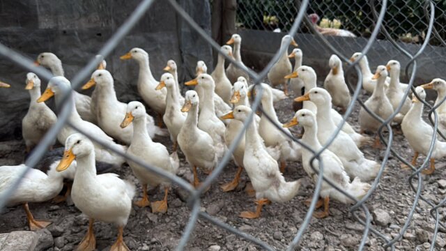 Pekin Ducks