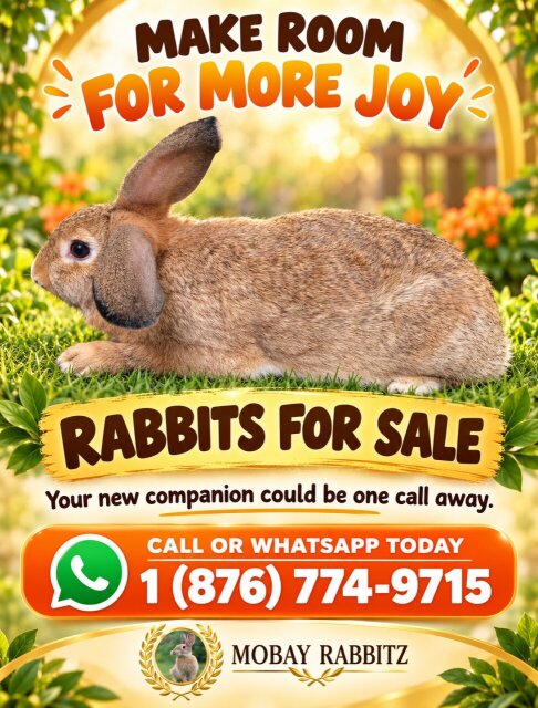 Rabbits For Sale
