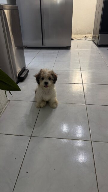 Shih Tzu Poodle Mix