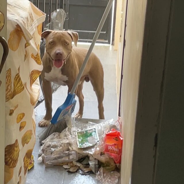 Pitbull