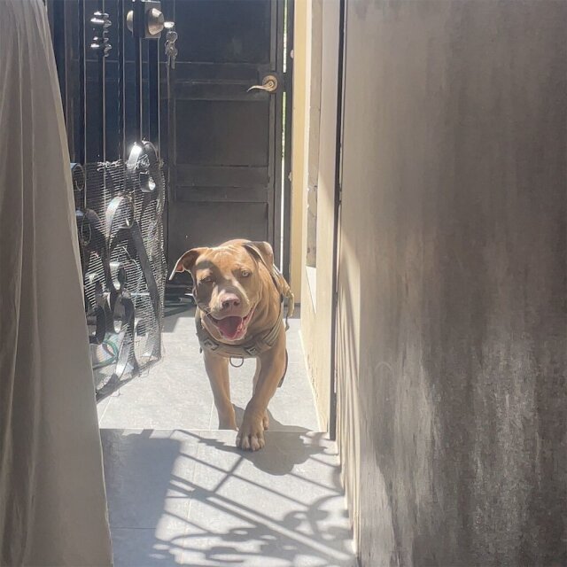 Pitbull Puppy 1 Year Old