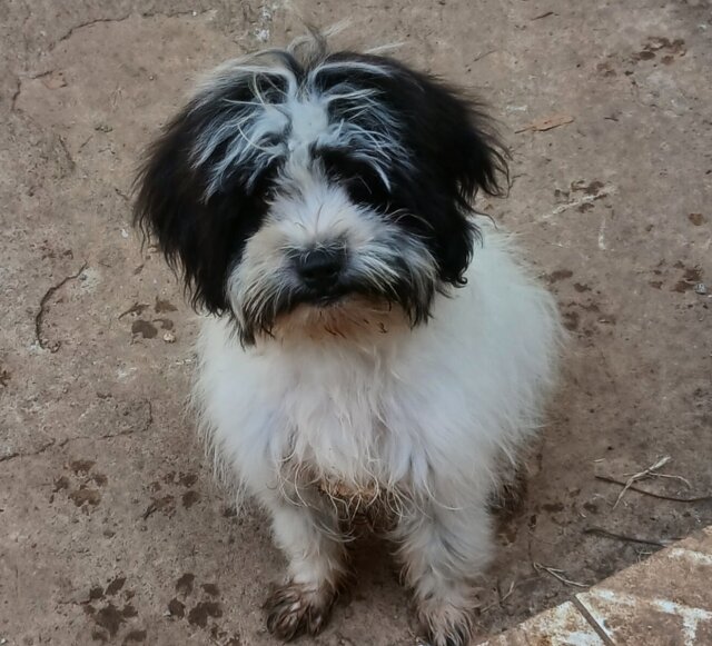 Shih Tzu Dog For Sale 45k