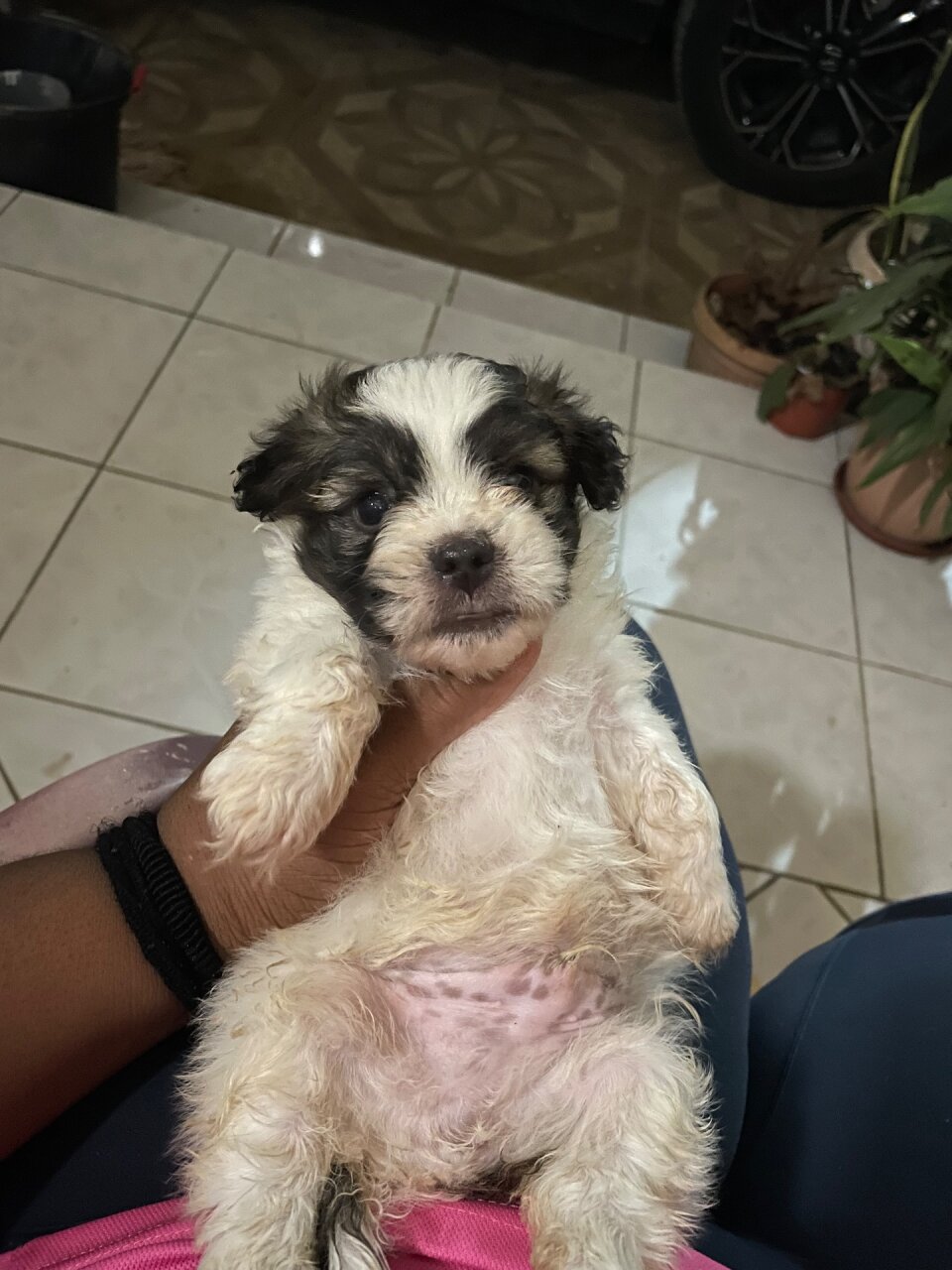 6 Week Old Shih Pooh For Sale At