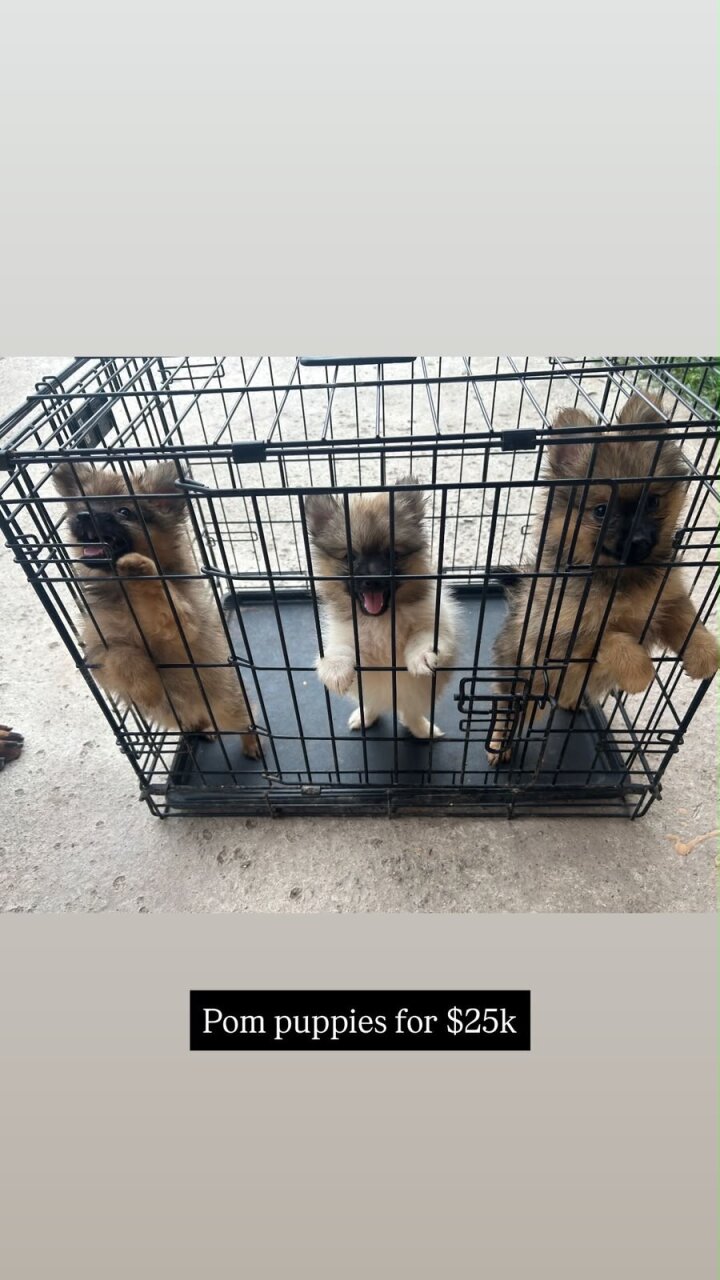 Pomeranian Shihtzu Mix For Sale