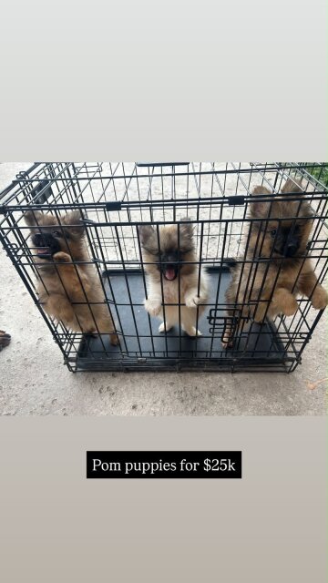 Pomeranian Shihtzu Mix For Sale