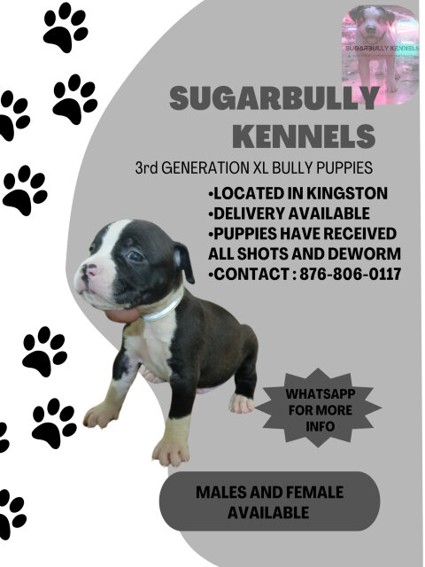 XL AMERICAN BULLY PUPPIES