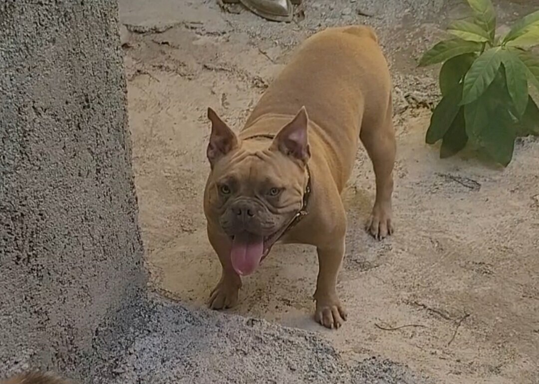 Pocket Bully For Sale