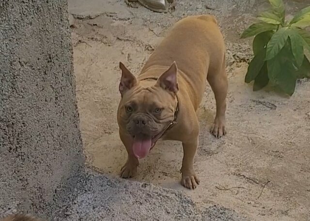Pocket Bully For Sale