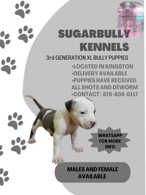 XL AMERICAN BULLY PUPS