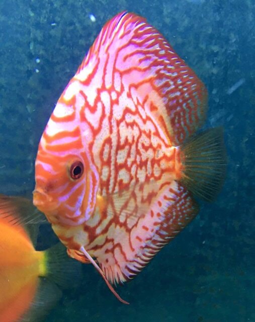Arowana Fish  And Full Tank Setup For Sale