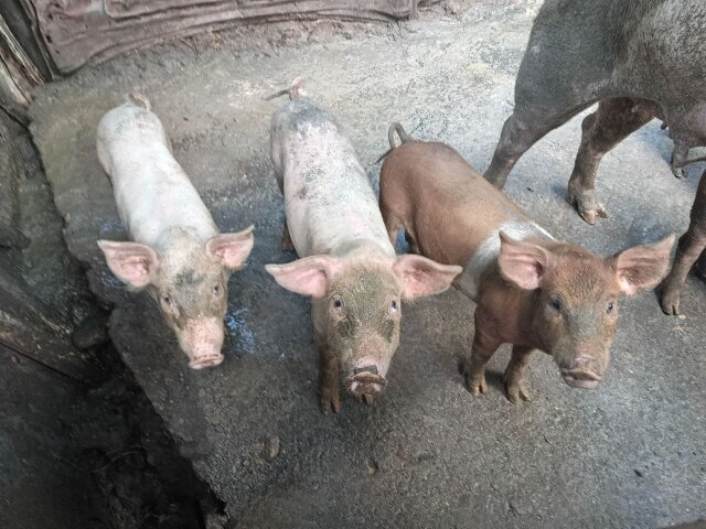 Large White Pigs