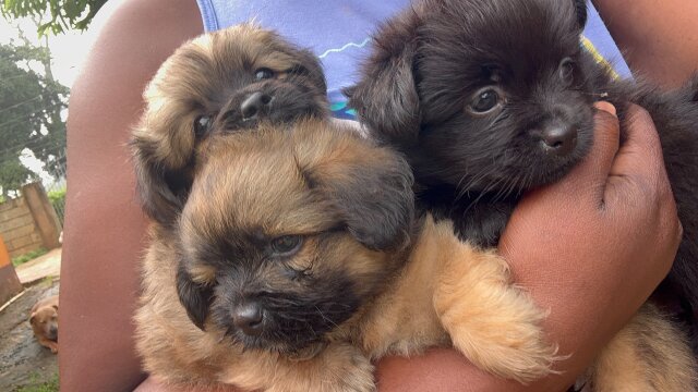 Shihtzu Pomeranian Mix Puppies Available