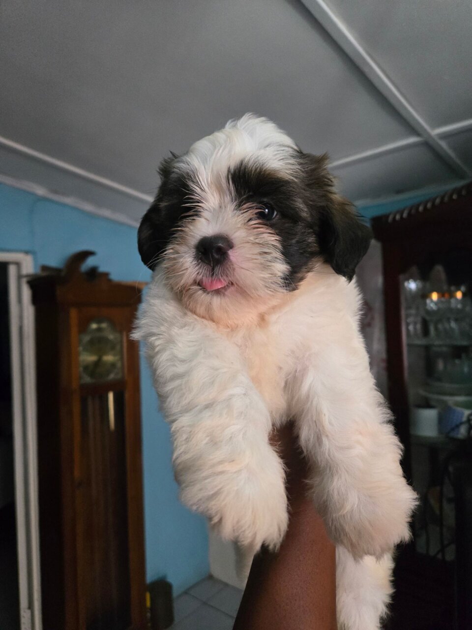 Shih Tzu Pups